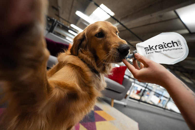 Tips for Exercising with Your Pet