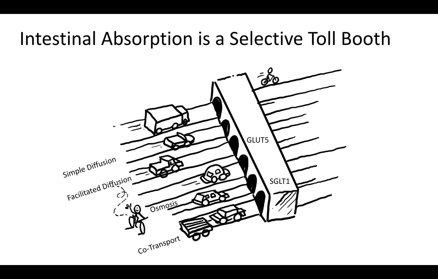 Intestinal Absorption is a selective toll booth