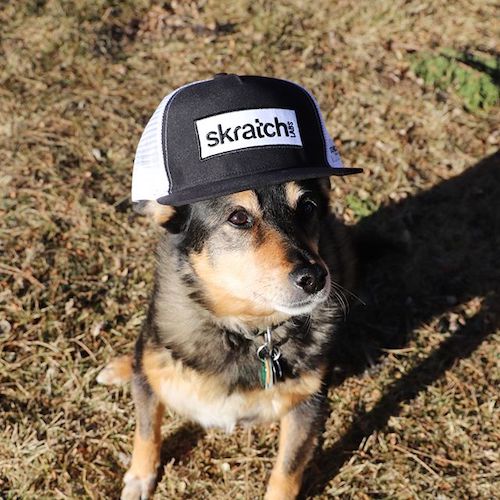 How to Keep Your Dog Hydrated